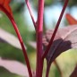 Preview: Popp-Amaranth Red Garnet  (Samen)