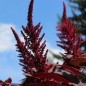 Preview: Popp-Amaranth Red Garnet  (Samen)
