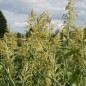 Preview: Popp-Hirse (Samen)