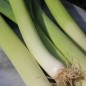 Preview: Sommer-Porree Früher Sommer (Samen)