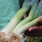 Preview: Sommer-Porree Früher Sommer (Samen)