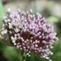 Preview: Sommer-Porree Früher Sommer (Samen)