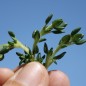 Preview: Portugiesischer Thymian (Samen)