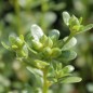 Preview: Sommerportulak Grüner (Samen)