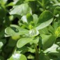 Preview: Sommerportulak Grüner (Samen)