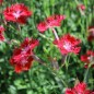 Preview: Prachtnelke rot (Samen)