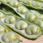 Preview: Puffbohne Sciabola Verde (Samen)