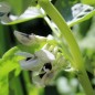 Preview: Puffbohne Sciabola Verde (Samen)