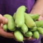 Preview: Puffbohne Sciabola Verde (Samen)
