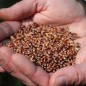 Preview: Rotkornweizen Granat (Samen)