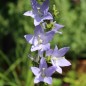 Preview: Pyramiden-Glockenblume blau (Samen)