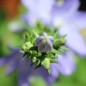 Preview: Pyramiden-Glockenblume blau (Samen)