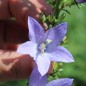 Preview: Pyramiden-Glockenblume blau (Samen)