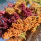 Preview: Quinoa Brightest Brilliant Rainbow (Samen)