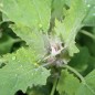 Preview: Quinoa Brightest Brilliant Rainbow (Samen)