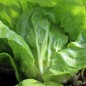 Preview: Radicchio A Palla Bianca di Chioggia (Samen)