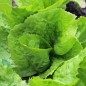 Preview: Radicchio A Palla Bianca di Chioggia (Samen)
