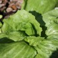 Preview: Radicchio Mantovana (Samen)
