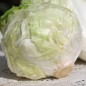 Preview: Radicchio Mantovana (Samen)