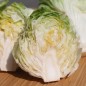 Preview: Radicchio Mantovana (Samen)