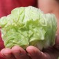 Preview: Radicchio Mantovana (Samen)