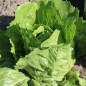 Preview: Radicchio Mantovana (Samen)