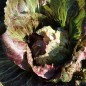 Preview: Radicchio Variegata di Chioggia (Samen)