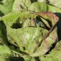Preview: Radicchio Variegata di Lusia (Samen)