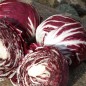 Preview: Radicchio Chiogga Red Preco No. 1 (Samen)