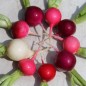 Preview: Radieschen Easter Egg (Samen)