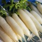 Preview: Radieschen Eiszapfen (Samen)