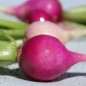 Preview: Radieschen Plum Purple (Samen)