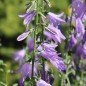 Preview: Rapunzelartige Glockenblume (Samen)