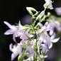 Preview: Rapunzelglockenblume (Samen)