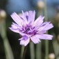 Preview: Rasselblume blau (Samen)