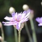 Preview: Rasselblume blau (Samen)