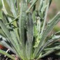 Preview: Rasselblume blau (Samen)