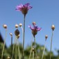 Preview: Rasselblume blau (Samen)