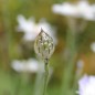 Preview: Rasselblume weiß (Samen)