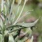 Preview: Rasselblume weiß (Samen)