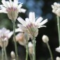 Preview: Rasselblume weiß (Samen)