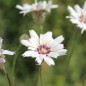 Preview: Rasselblume weiß (Samen)