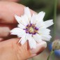 Preview: Rasselblume weiß (Samen)