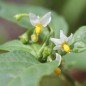 Preview: Red-Berry Nightshade (Samen)