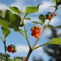 Preview: Red-Berry Nightshade (Samen)