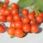 Preview: Red-Berry Nightshade (Samen)