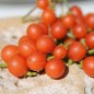 Preview: Red-Berry Nightshade (Samen)