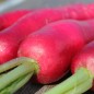 Preview: Rettich Ostergruß rosa (Samen)