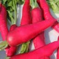 Preview: Rettich Ostergruß rosa (Samen)