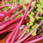 Preview: Rettich Rose de Chine (Samen)